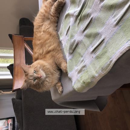 Photo 1/1 Vagabon Chat lost in Blainville