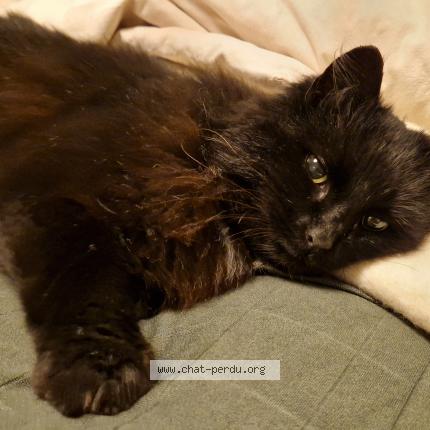 Photo 1/5 Found cat Found in La gravelle