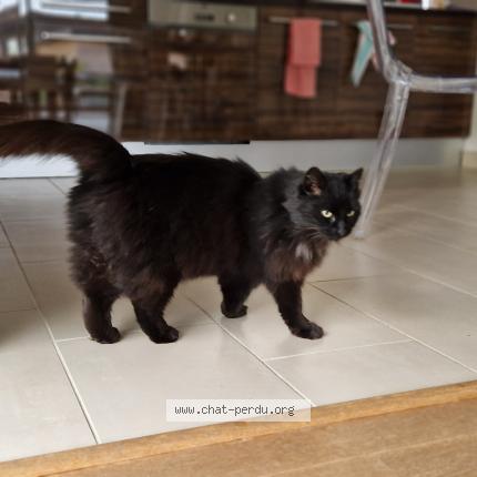 Photo 2/5 Found cat Found in La gravelle