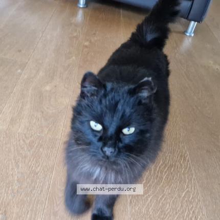 Photo 3/5 Found cat Found in La gravelle