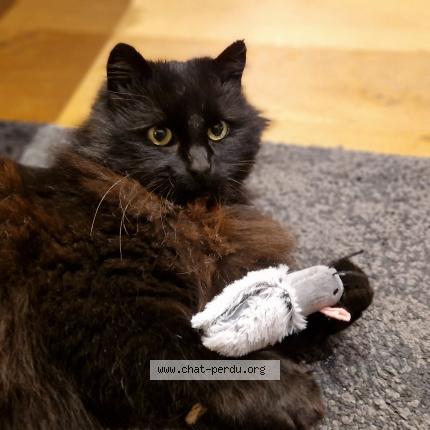 Photo 4/5 Found cat Found in La gravelle