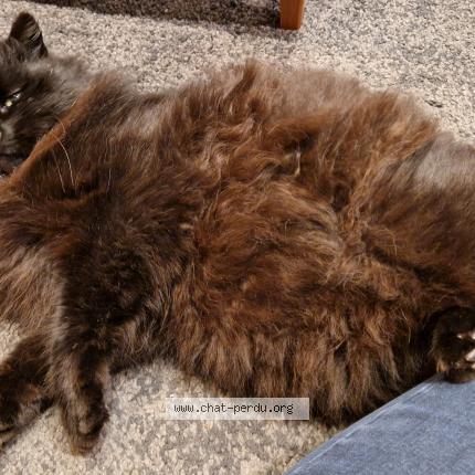 Photo 5/5 Found cat Found in La gravelle