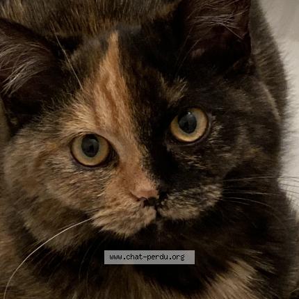 Foto van vermiste kat in Bruxelles Ixelles