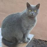 Picture of cat lost at Folschviller