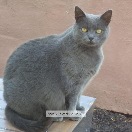 Photo 1/1 Grisouille Chat lost in Folschviller