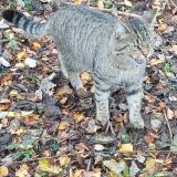 Picture of cat lost at Neder Over Heembeek