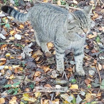 Photo 1/1 MINOUCHE Chat lost in Neder over heembeek