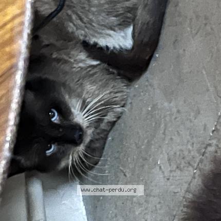 Photo 1/1 Found cat Found in Francheville