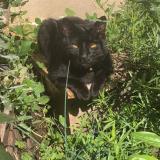 Picture of cat lost at 69220 St Lager