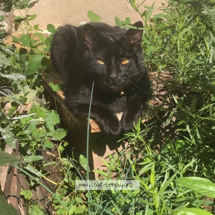 Photo 1/1 DIABOLO Chat lost in 69220 st lager