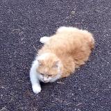 Picture of cat lost at St Maurice Es Allier