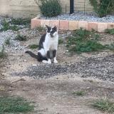 Picture of cat lost at Ste Eulalie