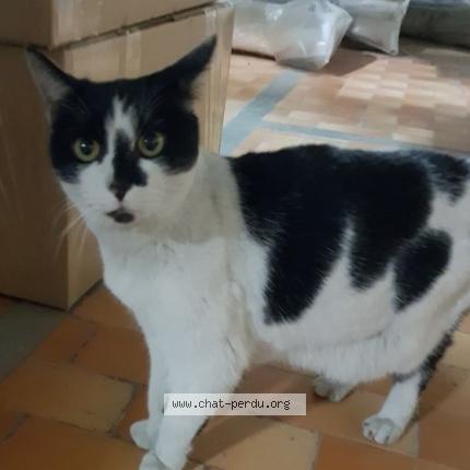 Photo 1/1 Cat reunited Found in Perigny