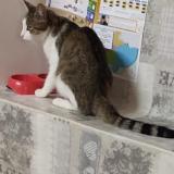 Picture of cat lost at Fontenay Le Comte