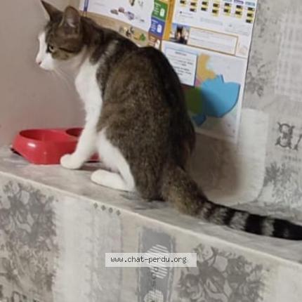 Photo 1/1 Tchoupy Chat lost in Fontenay le comte