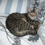 Picture of cat lost at Allan