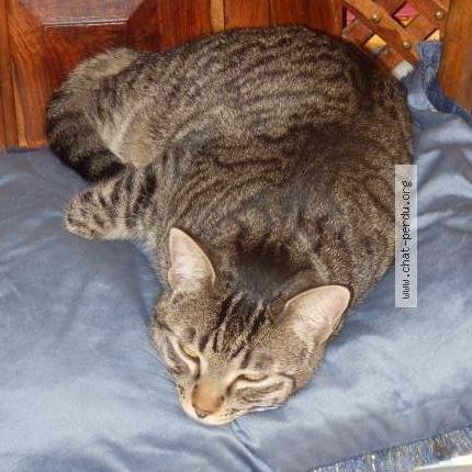 Photo 2/2 Cat reunited Lost in Allan