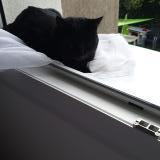 Picture of cat lost at Castres