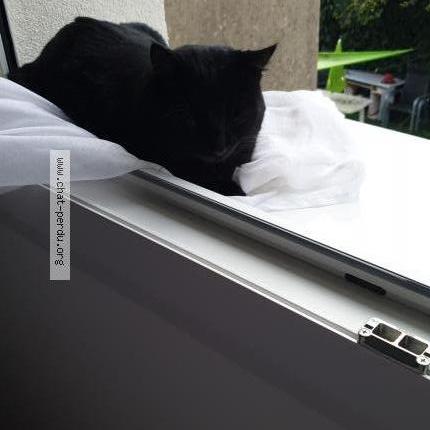 Photo 1/2 Gat Chat lost in Castres