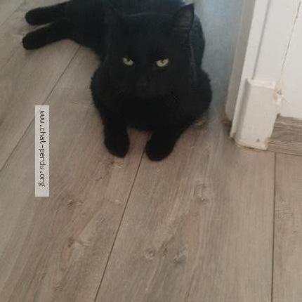 Photo 2/2 Gat Chat lost in Castres