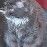 Picture of cat lost at Lincent