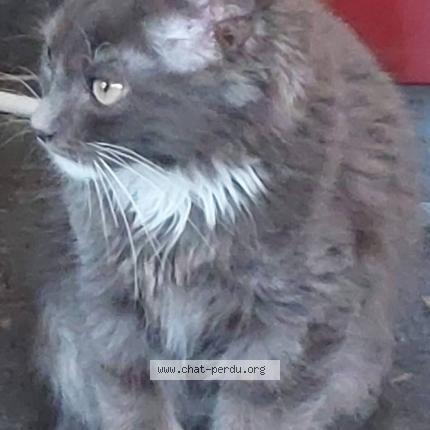 Photo 1/1 Hopy Chat lost in Lincent