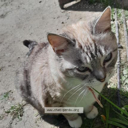 Photo 1/1 Mimi Chat lost in Plelan le petit