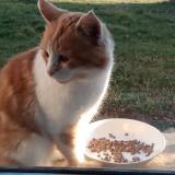 Picture of cat lost at Lorcieres Marcillac