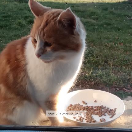 Photo 1/1 Gamin Chat lost in Lorcieres marcillac