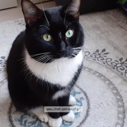 Foto 1/1 Kat teruggevonden Vermist in Auderghem