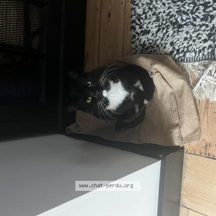 Foto van vermiste kat in Bruxelles
