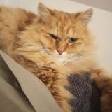 Picture of cat lost at Mouscron