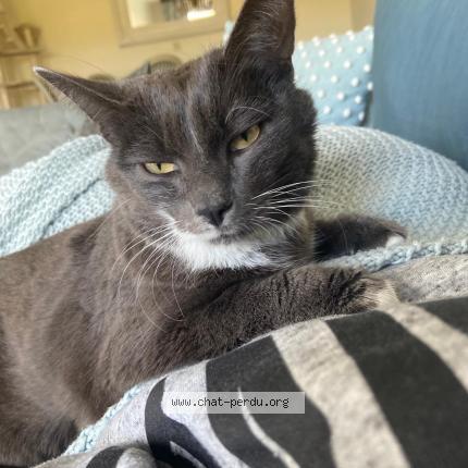 Foto 1/1 Wiedergefundene Katze Verloren in Dudelange