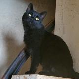 Picture of cat lost at Hallennes Lez Haubourdin