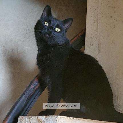 Photo 1/1 Shadow Chat lost in Hallennes lez haubourdin