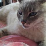 Picture of cat lost at Saint Georges De Rex