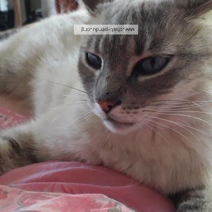 Photo 1/1 Plume Chat lost in Saint georges de rex