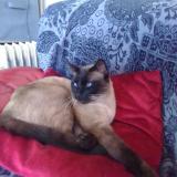 Picture of cat lost at Chatillon Coligny