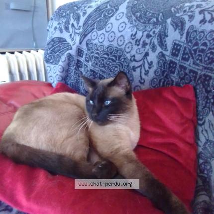 Photo 1/1 Tigrou Chat lost in Chatillon coligny