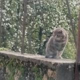 Picture of cat lost at Jaulgonne