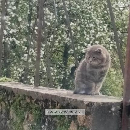 Photo 1/1 Pépère Chat lost in Jaulgonne