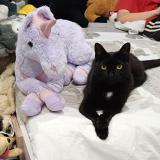 Picture of cat lost at Lans