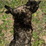 Picture of cat found at Genissieux