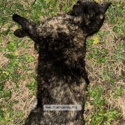 Photo 1/1 Found cat Found in Genissieux