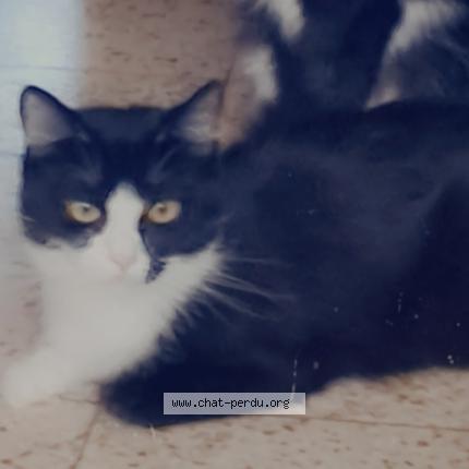 Foto 1/2 Kat teruggevonden Vermist in Mons