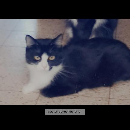 Foto 2/2 Kat teruggevonden Vermist in Mons