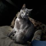 Picture of cat lost at Bois Grenier