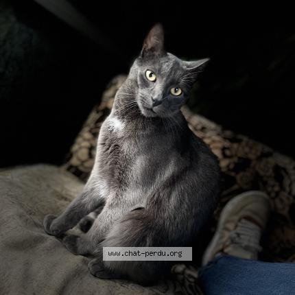 Photo 1/1 Rocco Chat lost in Bois grenier