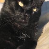 Picture of cat lost at Bussiere Badil