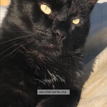 Photo 1/1 Néo Chat lost in Bussiere badil